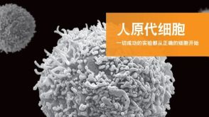 人原代细胞