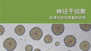 神经干细胞: 标准化的培养基和试剂