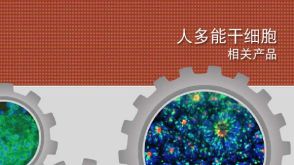 人多能干细胞 相关产品