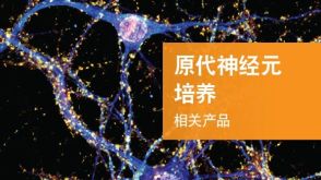 原代神经元培养 相关工具