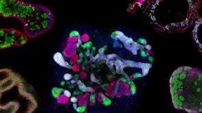 The Predictive Power of Organoid-Based New Approach Methodologies in Drug Discovery