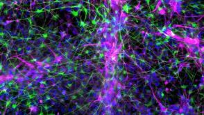 How to Co-Culture Astrocytes and NGN2 mRNA-Driven Induced Forebrain Neurons Derived from Human Pluripotent Stem Cells