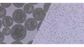 Single-Cell Passaging of 3D hPSC Suspension Cultures
