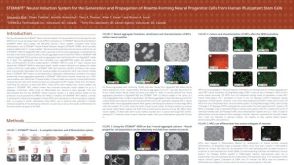 STEMdiff Neural Induction System for the Generation and Propagation of Rosette-Forming Neural Progenitor Cells from Human Pluripotent Stem Cells