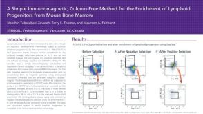 Immunomagnetic Cell Enrichment of Lymphoid Progenitors from Mouse Bone Marrow