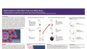 Isolation of CD4+CD25+ from Whole Blood