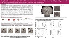 Long-Term Expansion of Mouse Hepatic Stem Cells in 3D Culture Using HepatiCult: A Serum-Free Hepatic Organoid Expansion Medium