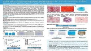In Vitro and in Vivo Characterization of Human Bone Marrow-Derived Mesenchymal Stromal Cells