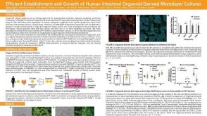 Efficient Establishment and Growth of Human Intestinal Organoid-Derived Monolayers