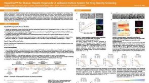 HepatiCult™ for Human Hepatic Organoids: A Validated Culture System for Drug Toxicity Screening