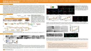 Robust Establishment and Expansion of Multilineage Human Fallopian Tube Organoids in Serum-Free Medium