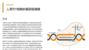 人原代T细胞的基因组编辑