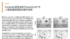 Forskolin诱导培养于IntestiCult™中人肠类器官膨胀的操作流程
