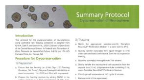 Cryopreserving Neurospheres