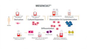 MesenCult™ for Mesenchymal Stem and Progenitor Cell Isolation, Culture & Differentiation