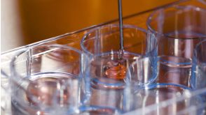 CFU Assay Instructions Using SmartDish for Custom Hematopoietic Training Courses