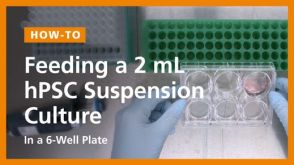 Passaging a 100mL hPSC Suspension Culture in a PBS-Mini Bioreactor