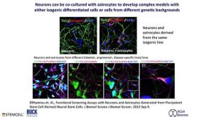 From Pluripotent Stem Cells to Neurons and Astrocytes - Modeling Human Neurological Disease