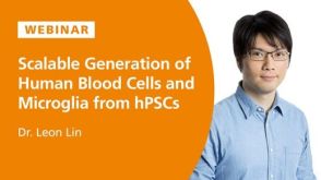 Scalable Generation of Blood Cells and Microglia from hPSCs