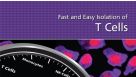 Fast and Easy Isolation of T Cells