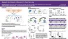 Magnetic Enrichment of Mouse ILC2s from the Lung