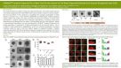 STEMdiff™ Cerebral Organoid Kit: A New Tool for the Culture of 3D Brain Organoids Derived from hPSCs