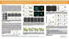 Drug Screening and Phenotypic Analysis in a Microwell-based 3D Cell Culture System