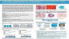 In Vitro and in Vivo Characterization of Human Bone Marrow-Derived Mesenchymal Stromal Cells