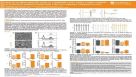 Rescue of Drug-Induced Long QT Syndrome Type 2 Using a hERG Channel Activator