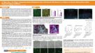It Takes Two—Or Three: Comparing Human Pluripotent Stem Cell Derived Glia-Neuron Co-Cultures to Neuron Monoculture Under Basal and Injury Conditions