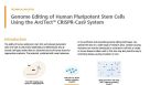 Human Pluripotent Stem Cell Genome Editing Using the ArciTect™ CRISPR-Cas9 System