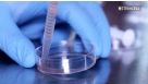How to Prepare a Single Cell Suspension from Primary Tissue Samples