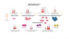 MesenCult™ for Mesenchymal Stem and Progenitor Cell Isolation, Culture & Differentiation