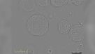 Growth of Liver Organoids in HepatiCult™