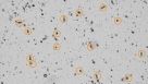 Counting Intestinal Crypts for Organoid Cultures